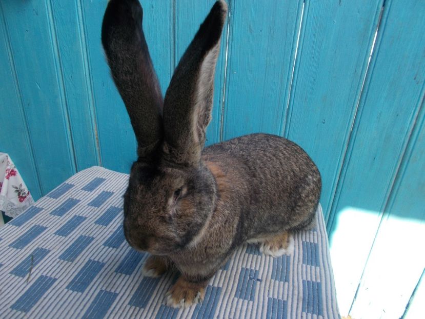 RO114-1750 - 1 MASCUL