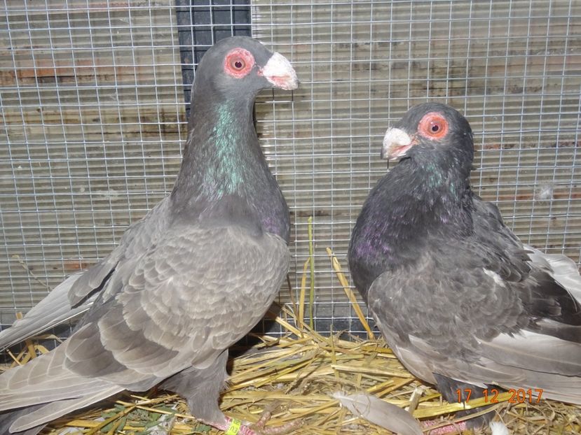 Pereche2 - Matca 2018 Berberi