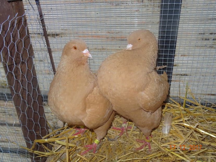 Per1 M2015 F2016 - Kingi matca 2018