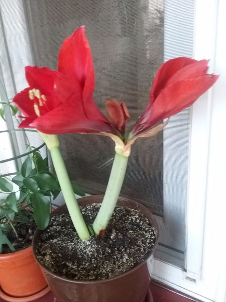  - Amaryllis
