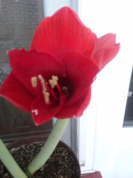 - Amaryllis