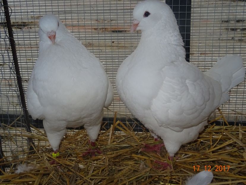 Per2 M2010 F2015 - Kingi matca 2018