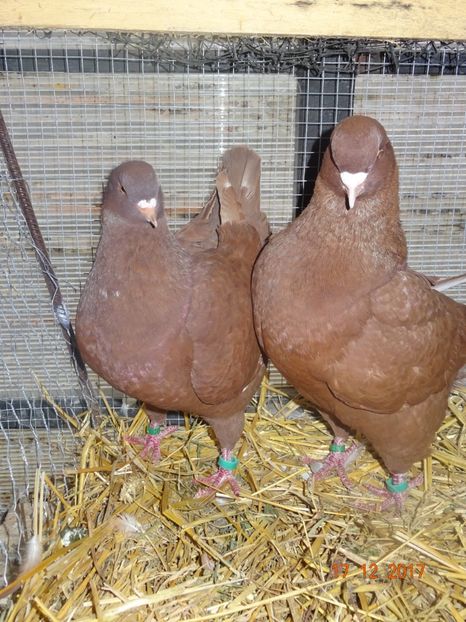 Pereche3 - Kingi matca 2018