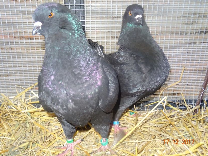 Per4 M2017 F2017 - Kingi matca 2018