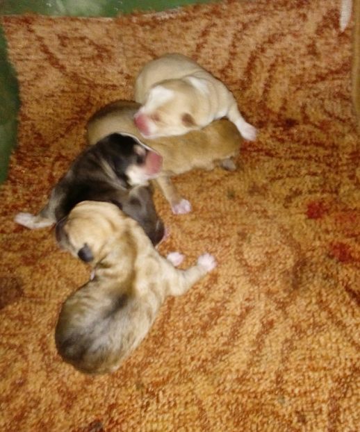  - AAAAAAAAA__DIVA_OSMI URMASUL LUI OSMAN IN MEMORIAM