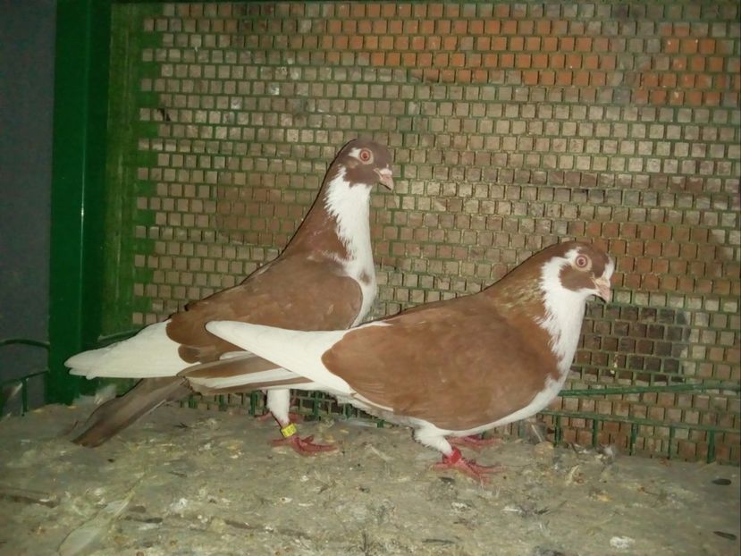 F M - 2017 - Porumbei Jucatori de Galati