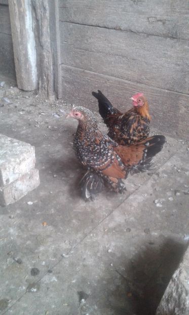  - GAINI MII DE FLORI PORȚELAN 2017