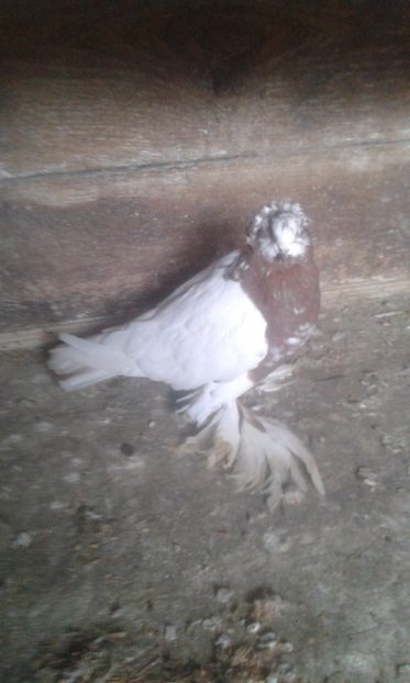  - URIASI MAGHIARI 2018