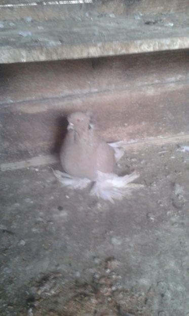  - URIASI MAGHIARI 2018