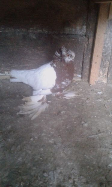  - URIASI MAGHIARI 2018