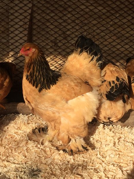 30C79680-1781-4595-B675-B740BC385FEA - De vanzare