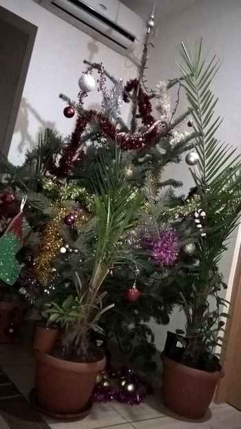  - Tulcea 2017