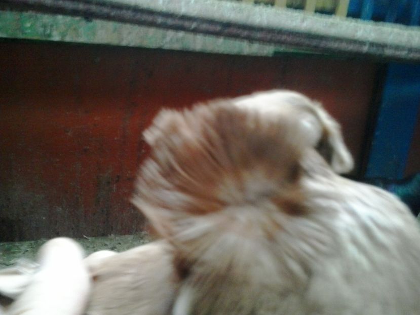 2017-11-12 15.11.14 - GENETICA