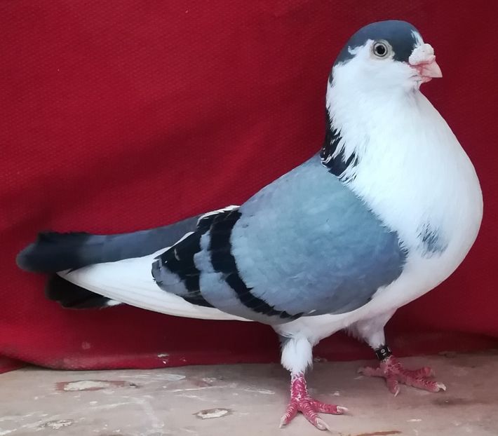 Breazul mic - B-pe vânăt