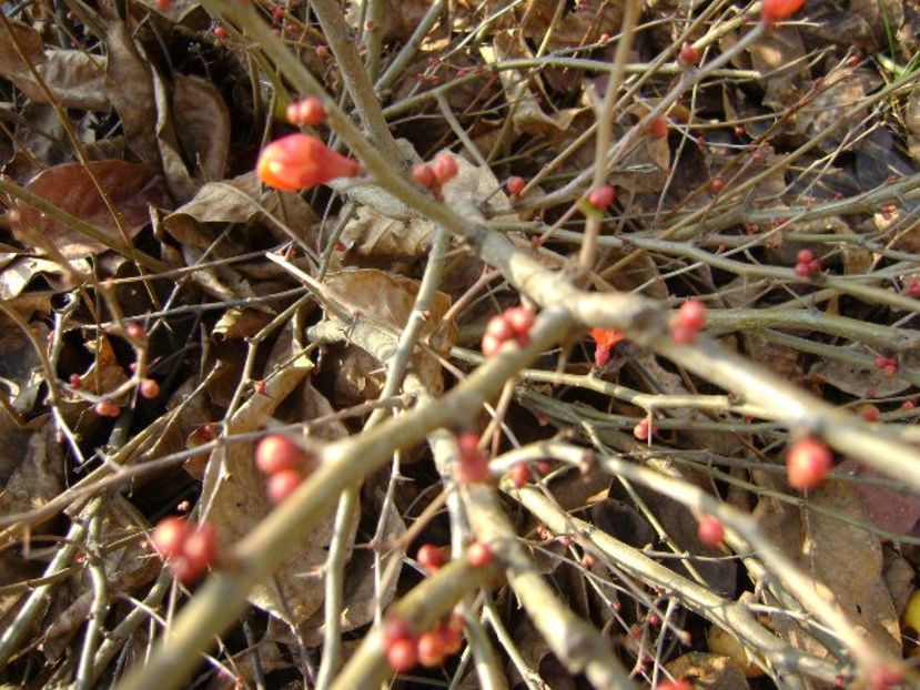 21 dec. 2017 - Solstitiul de iarna - v Iarna 2016-2017-2018