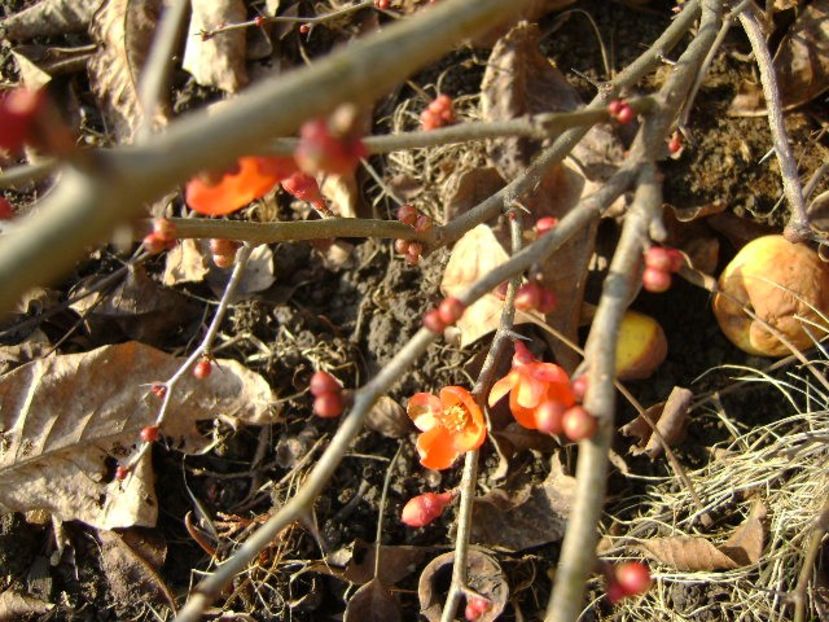 21 dec. 2017 - Solstitiul de iarna - v Iarna 2016-2017-2018