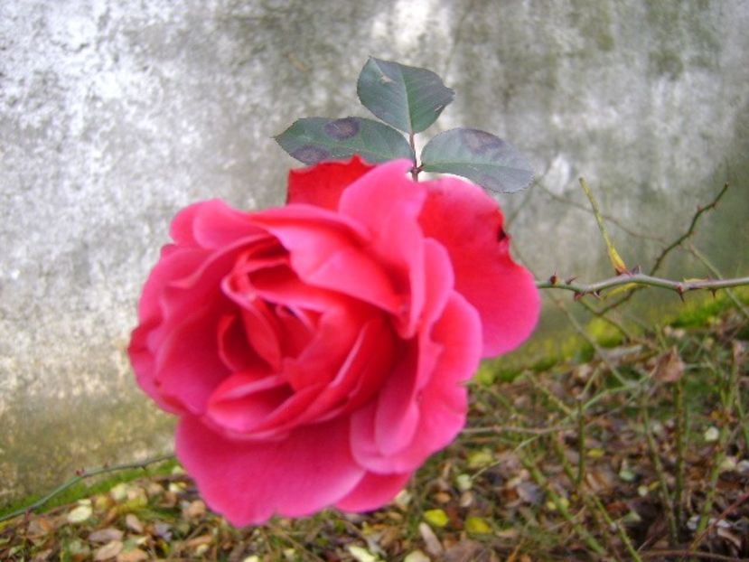 21 dec. 2017 - Solstitiul de iarna - v Iarna 2016-2017-2018