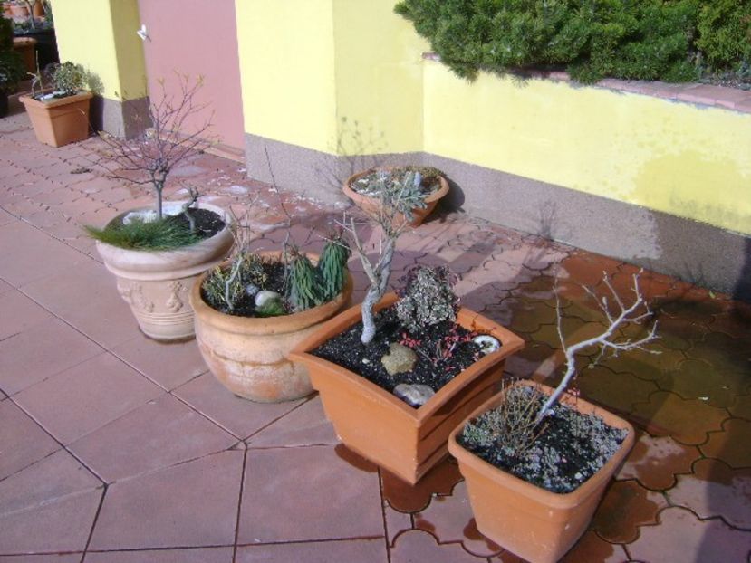 21 dec. 2017 - Solstitiul de iarna - Bonsai si prebonsai 2016-2017