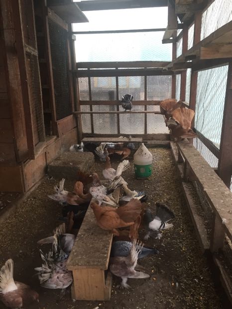 897309D1-A32A-4A7D-8BFC-577405C90135 - galambok