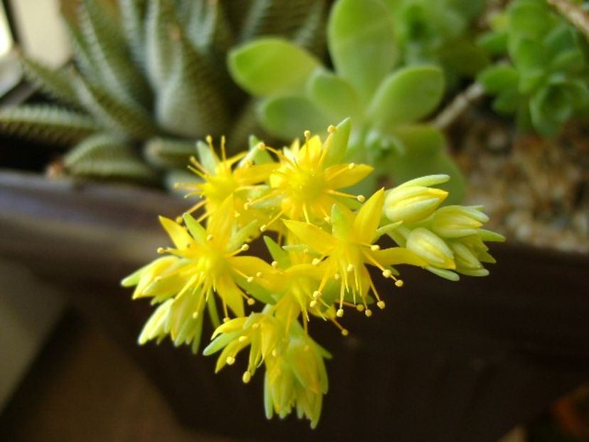 21 dec. 2017 - Solstitiul de iarna: Sedum palmeri - Flori in plina iarna