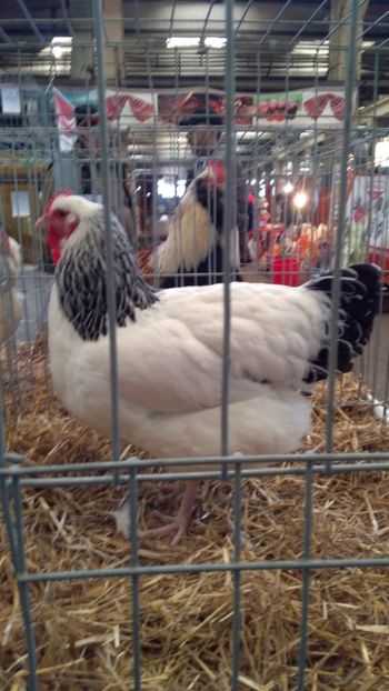 Campiona Nationala 2017 Baicoi - GAINI RASA SUSSEX