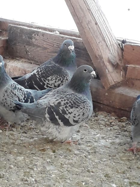Ratica ca al doilea an - Standard romanesc vechi si foarte usori