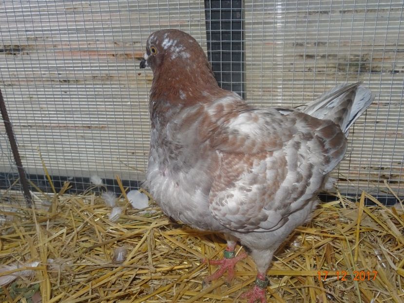 M2017 - Kingi matca 2018