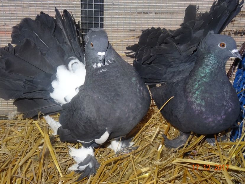 Pereche2 - Voltati indieni matca 2018