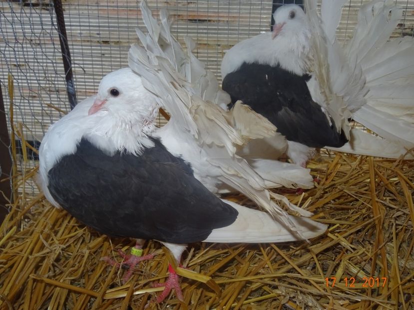 Per1 M2017 F 2017 - Voltați pave capacite