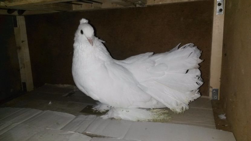 Mascul - Cadouri primite