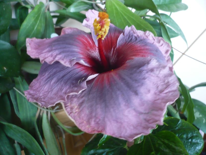 P1360027 - HIBISCUSI 2017-4