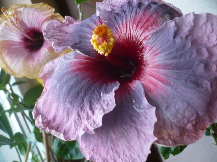 P1360029 - HIBISCUSI 2017-4