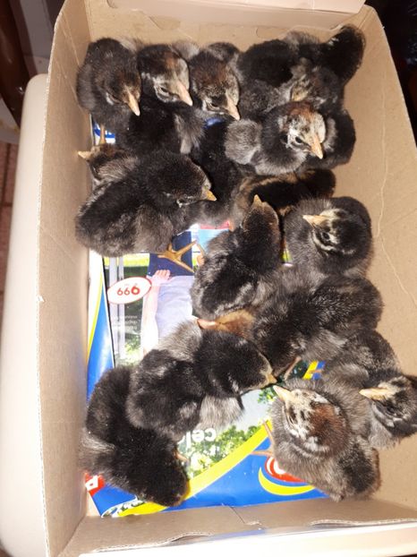 Pui wyandotte scosi in decembrie - 001 Contact