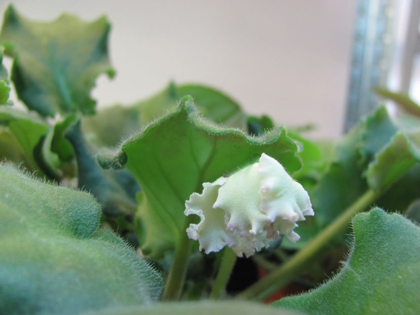  - ZZZLE Vzbitye Slivki