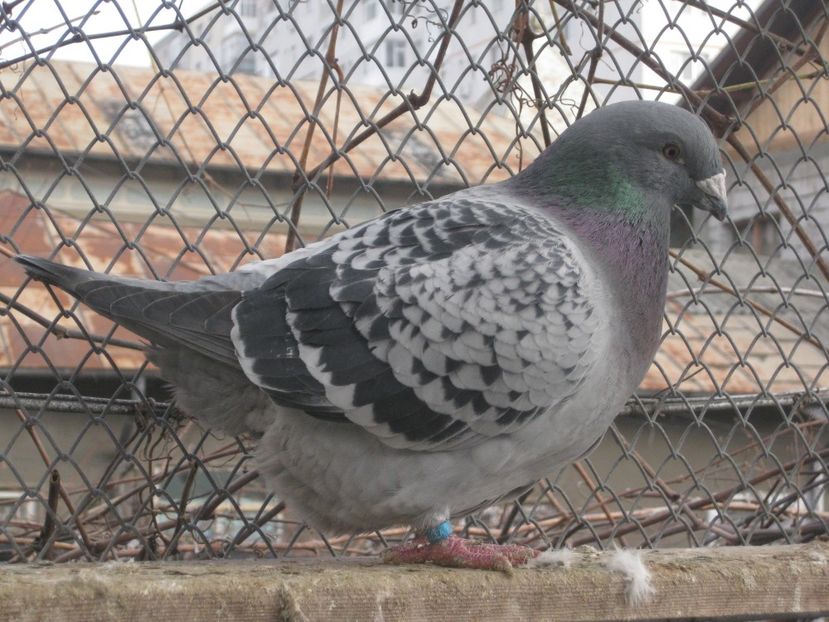  - VOIAJORI STANDARD VINDUTI