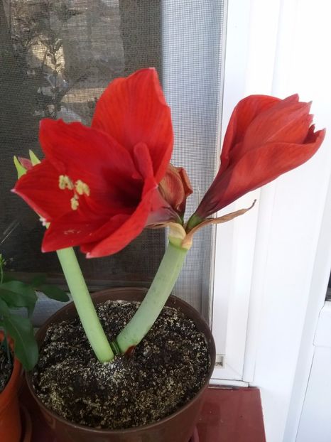 20171222_144708(0) - Amaryllis