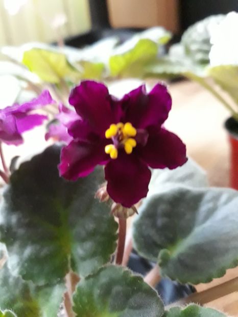  - Rebel-s Flaming Star