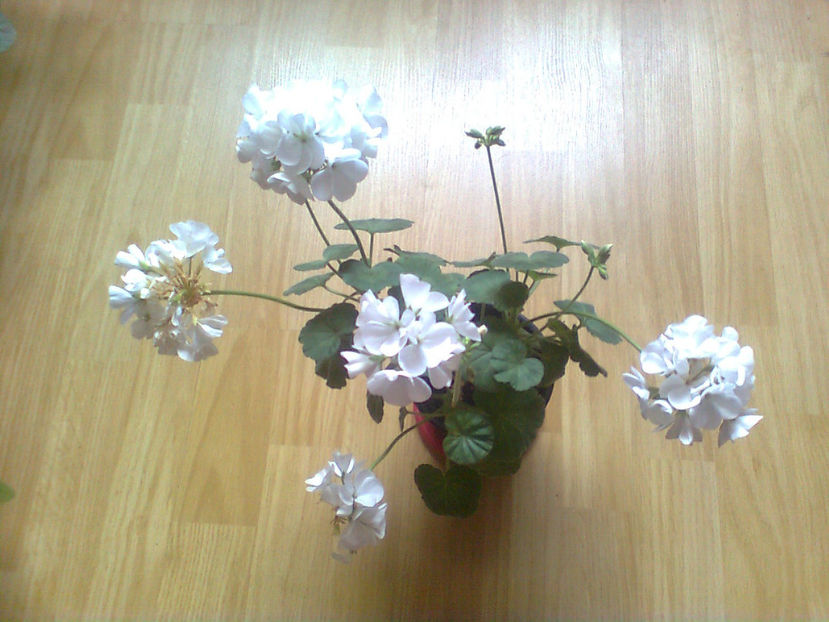  - MUSCATE -2017 - 2018