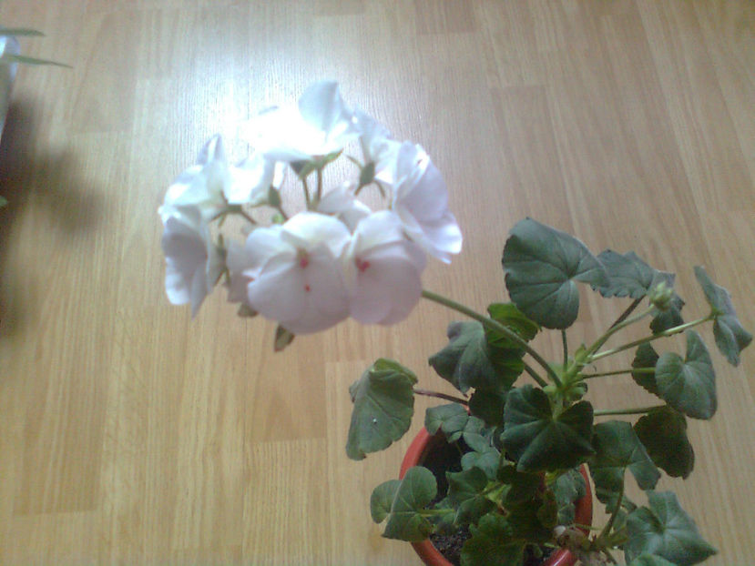  - MUSCATE -2017 - 2018