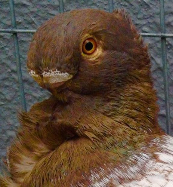 104810280_TJOTIWA3 - BLONDINETI VANDUTI