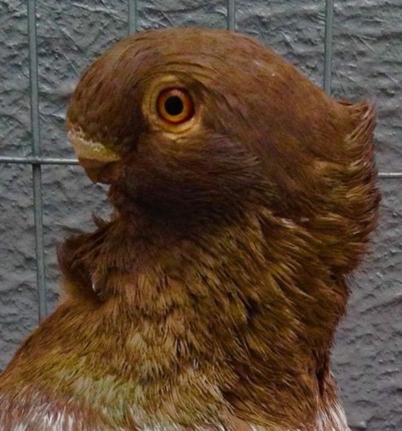 104810285_SQMNBXX - BLONDINETI VANDUTI