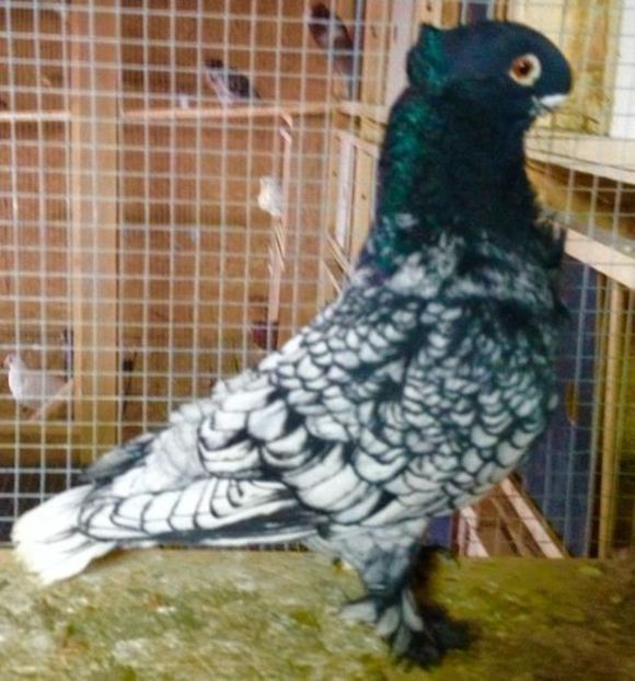 106000808_GZYXIMN - BLONDINETI VANDUTI