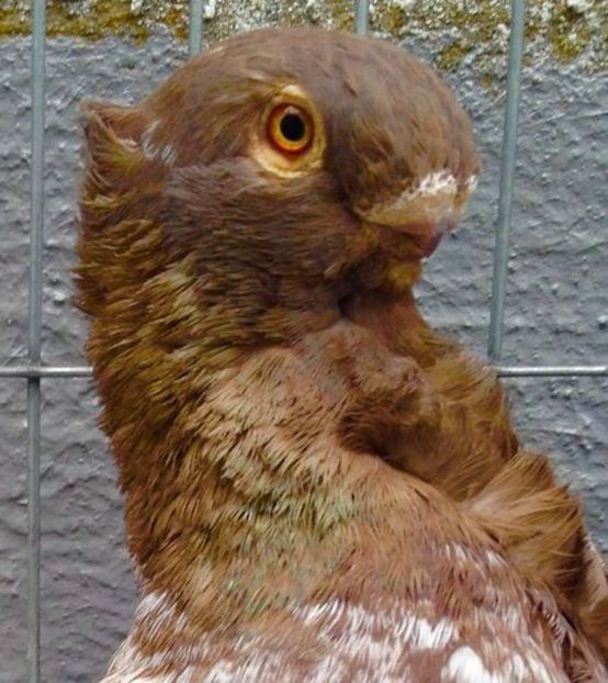 104810290_UFVYEUY3 - BLONDINETI VANDUTI