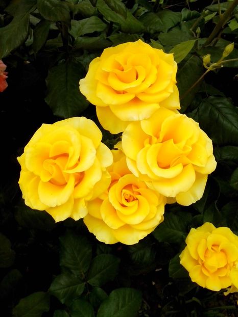  - 0 TRANDAFIRI DIMOV 2017