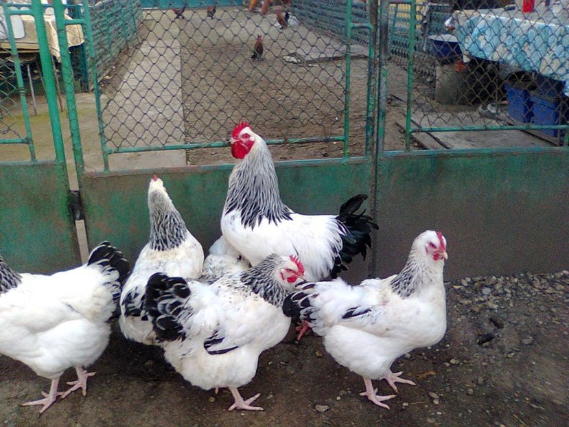 Fotografie3003 - familia 2 shd