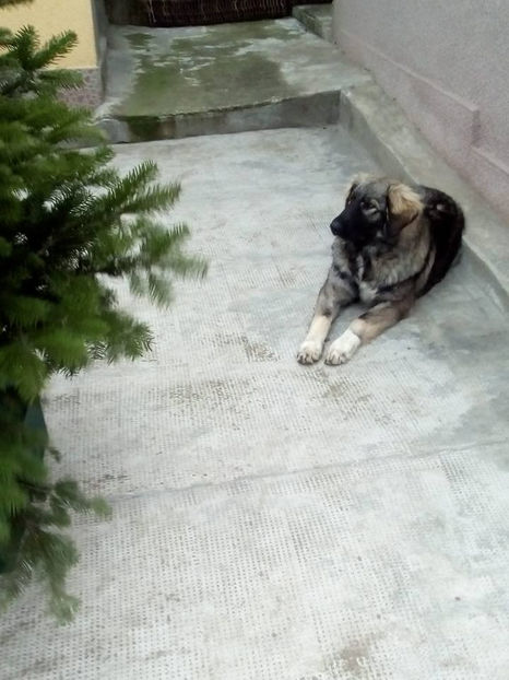 Novac 6 luni 3 saptamani1 - Novac de pe Somes - Ciobanesc Romanesc Carpatin