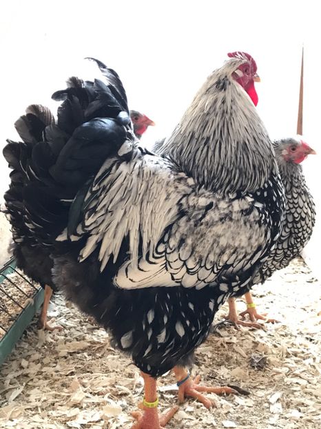 E67FFCA2-F299-41E9-9249-0D701B60010A - 1-2018 Wyandotte argintiu- Campion National 0-1