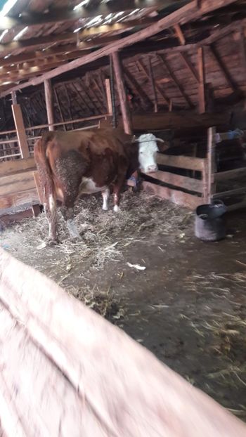  - Vaci decembrie 2017