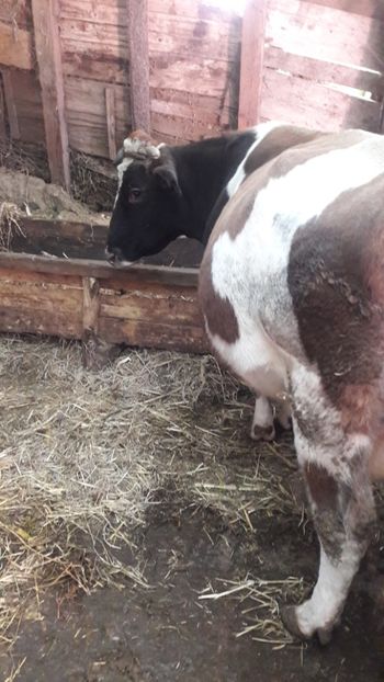  - Vaci decembrie 2017