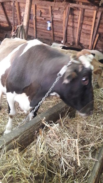  - Vaci decembrie 2017